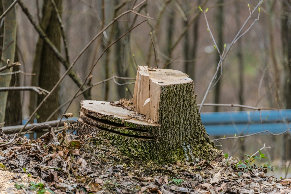 Illegaler gefällter Baum verursacht schaden am Gartenzaun  